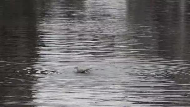 池塘表面的年轻的灰海鸥 — 图库视频影像