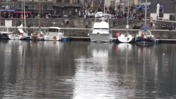 Egy Fiatal Szürke Sirály Úszik Honfleur Kikötőjében Franciaországban Lassított Mozgású — Stock videók