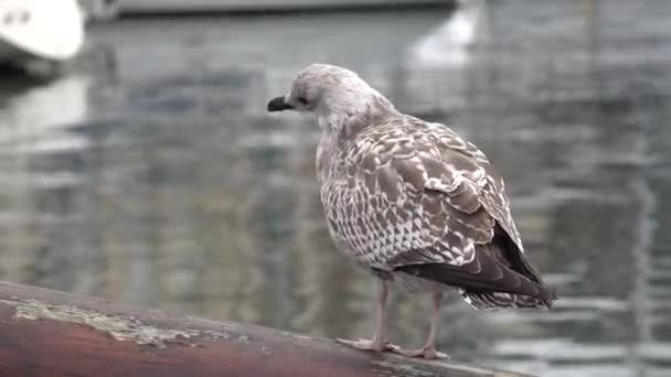 Fiatal Szürke Sirály Vakarja Fejét Csapkodja Szárnyait Miközben Jacht Fából — Stock videók