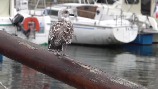 Ung Medelhavsmås Som Putsar Sina Fjädrar Hamnen Långsam Rörelse Video — Stockvideo