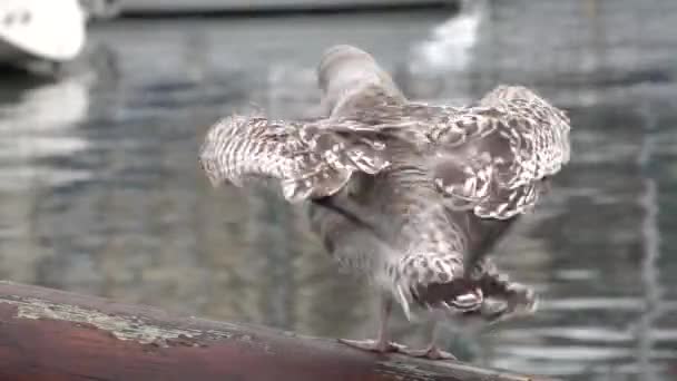 Mladý Šedý Racek Mává Křídly Zatímco Sedí Dřevěném Příďovém Čelenu — Stock video