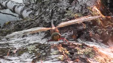 Huş ağacında ölen büyük bir yusufçuk..