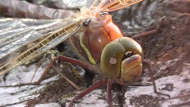 Die Große Libelle Stand Still Auf Der Birke — Stockvideo