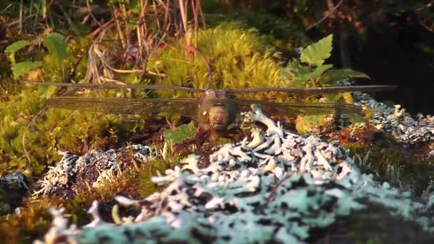 Dragonfly Sitting Moss Twitches His Wings — Stock Video