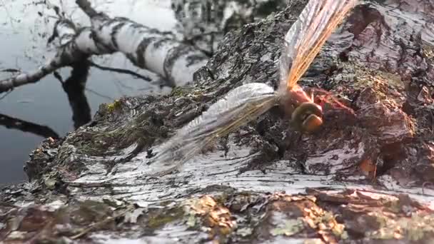 Exhausted Dragonfly Crawling Tree Water — Stock Video