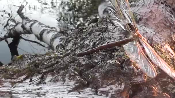 Krachtige Libel Kruipend Stam Van Een Berkenboom Bij Het Meer — Stockvideo