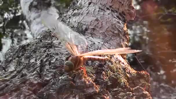 Libelle Kriecht Auf Einem Baumstamm Fluss — Stockvideo