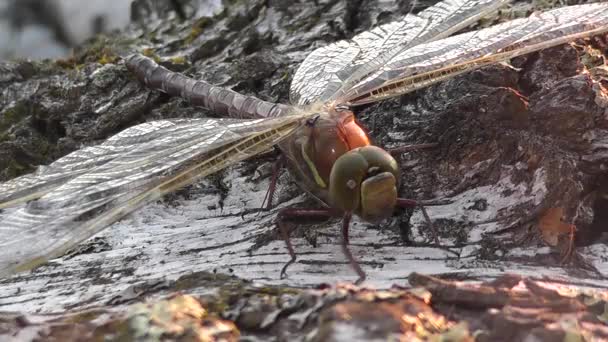 Auf Einer Birke Liegend Schüttelt Eine Große Libelle Leicht Ihre — Stockvideo