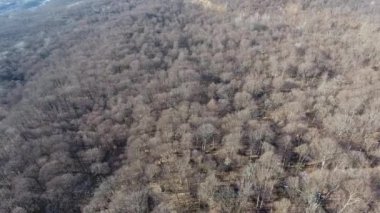 Kasım ayında çıplak meşe ormanının havadan görünüşü.