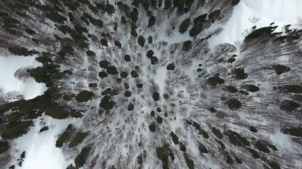 冬の混合針葉樹林のトップの空中ビュー — ストック動画