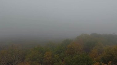 Sisli sonbahar ormanının hava manzarası. İnsansız hava aracı görüntüleri.