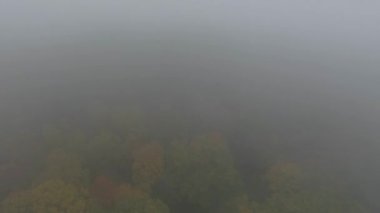 Sisli sonbahar ormanının hava manzarası. İnsansız hava aracı görüntüleri.