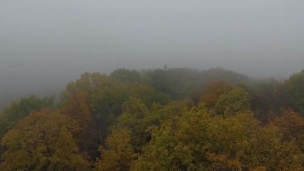 Aerial View Misty Autumn Forest Drone Footage — Stock Video