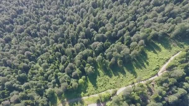 Bovenaanzicht Van Weg Het Bos — Stockvideo