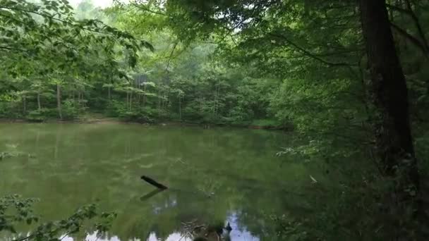 Lac mystérieux dans la forêt sauvage. Drone volant au-dessus de l'eau.