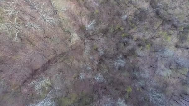 Vue de dessus des cimes des arbres sans feuilles.