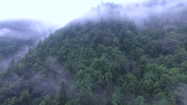 霧深い森に覆われた峡谷の斜面へのフライト — ストック動画
