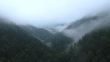 Vadinin dibindeki nehir vahşi orman vadisiyle kaplıydı. İnsansız hava aracının videosu.