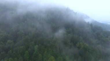 Ormanla kaplı vadideki dağ nehri..