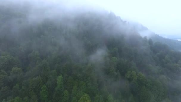 Rivière Montagne Dans Gorge Couverte Forêt — Video