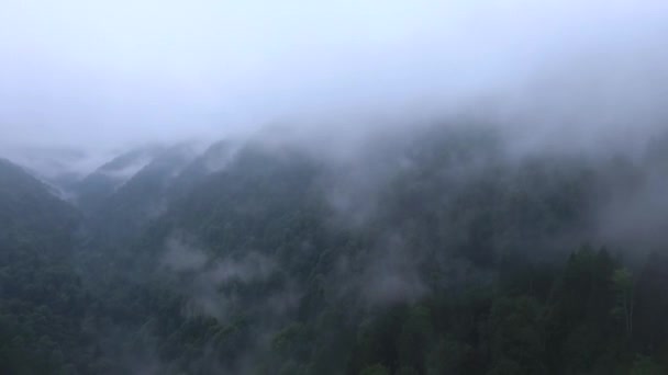 Les Sommets Mystérieux Des Arbres Dans Brouillard Vue Aérienne — Video