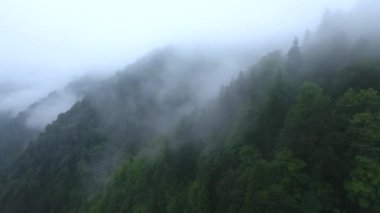 Sisteki kasvetli ağaçların üzerinden uçuyor. Hava görünümü.