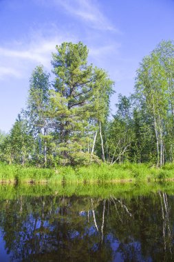 Orman nehir kıyısında