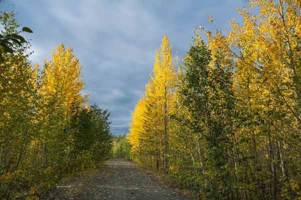 Podzimní Les Sibiři — Stock fotografie