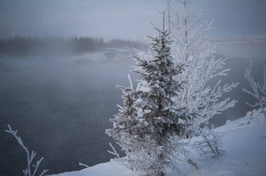 Ladin karla kaplı. Sibirya. Rusya. Kış