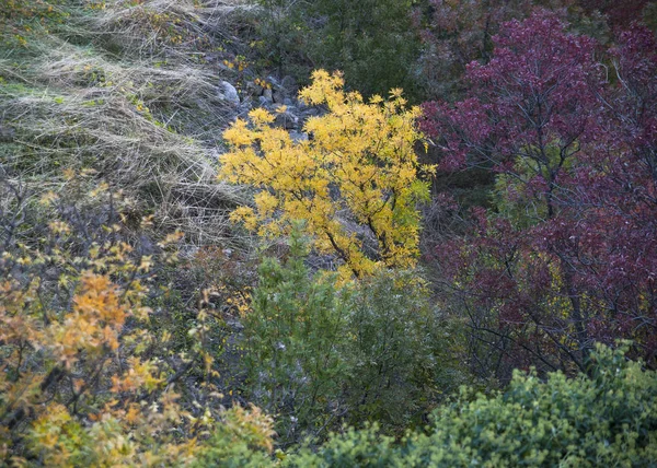 Žluté Listy Stromě Podzim Krymu — Stock fotografie