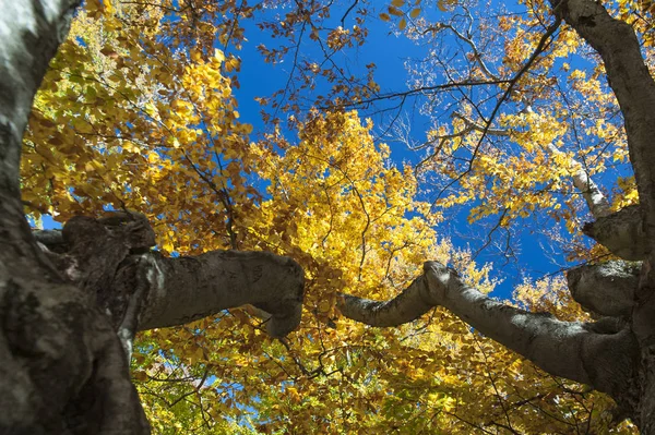 Žluté Listy Stromě Podzim Krymu — Stock fotografie