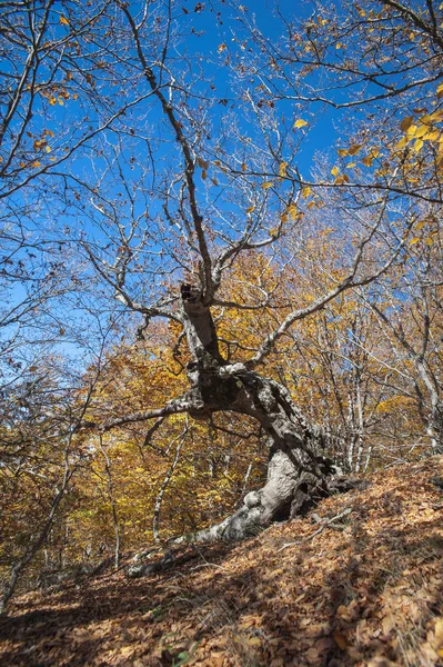 Podzimní Les Krymu — Stock fotografie