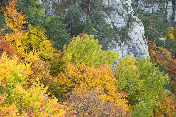 Podzimní Les Krymu — Stock fotografie