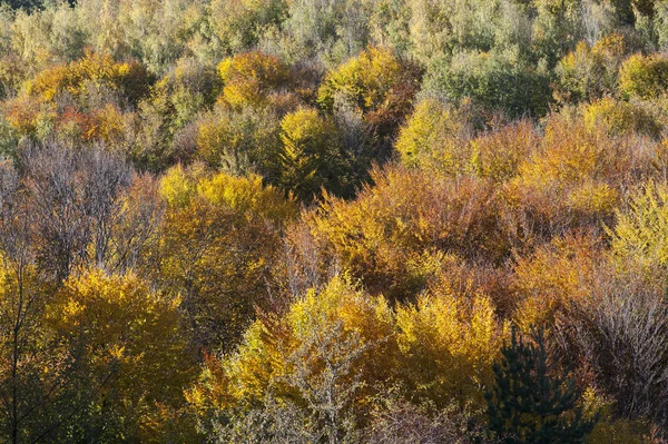 Kırım. Sonbahar ormanı. Ukrayna.