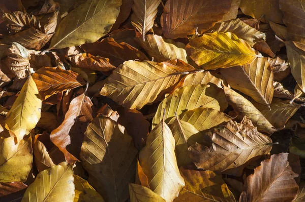 Podzimní Listí Zemi Krym — Stock fotografie