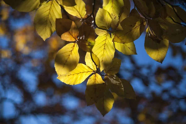 Podzimní Listí Stromě Republika Krym — Stock fotografie