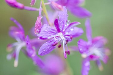Çiçek yaprakları ve damla su. Sonbahar. Kuzey Sibirya.