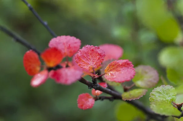 Herbstblätter Mit Wassertropfen — Stockfoto