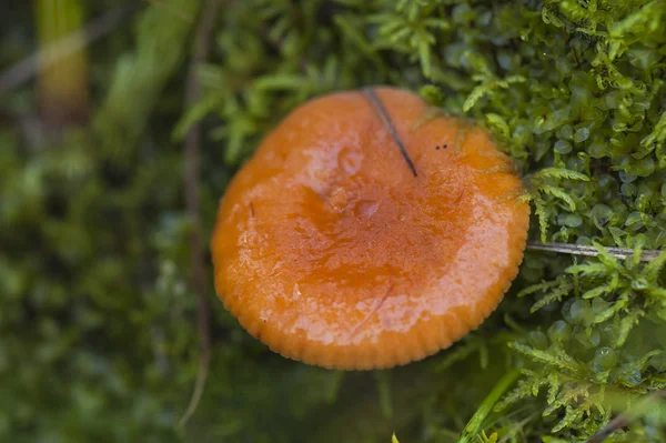 Küçük Mantar Moss Kuzey Sibirya — Stok fotoğraf