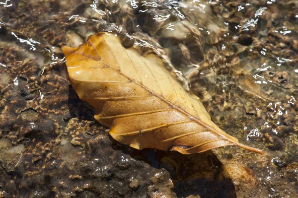 Podzimní Listí Voda Krym — Stock fotografie