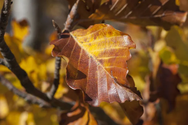 Podzimní Listí Stromě Krym — Stock fotografie