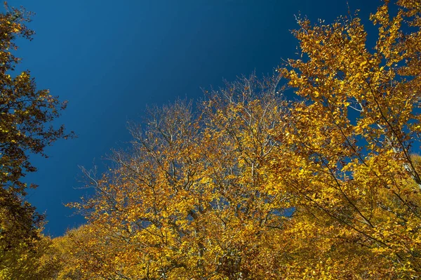 Podzimní Listí Stromě Krym — Stock fotografie
