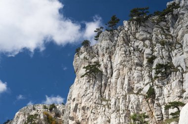 Kırım dağları. Kayalar üzerindeki ağaçlar.