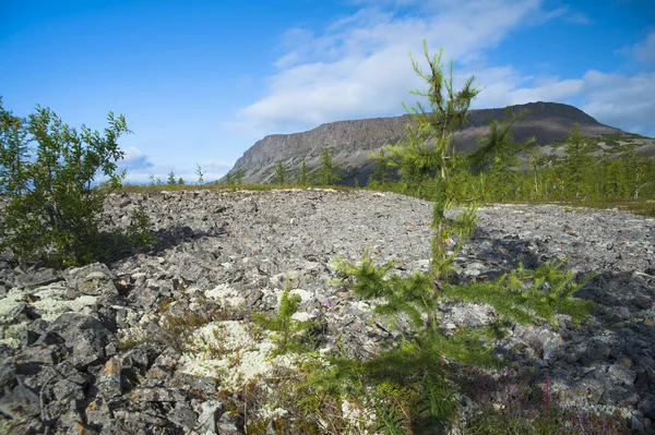 Uma Montanha Com Topo Plano Árvores Planalto Sibéria Oriental — Fotografia de Stock