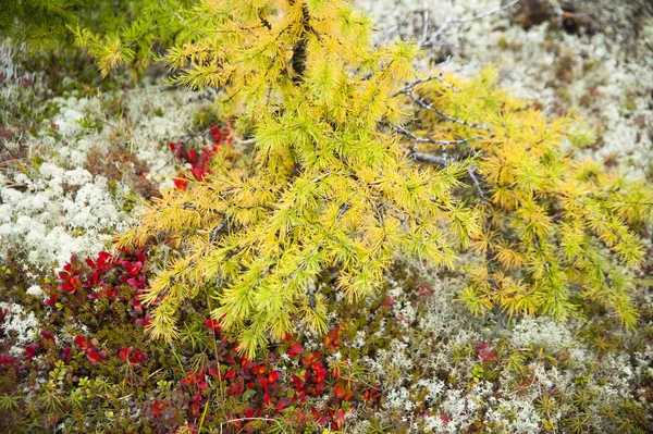 Území Severní Sibiře Podzimní Barvy — Stock fotografie