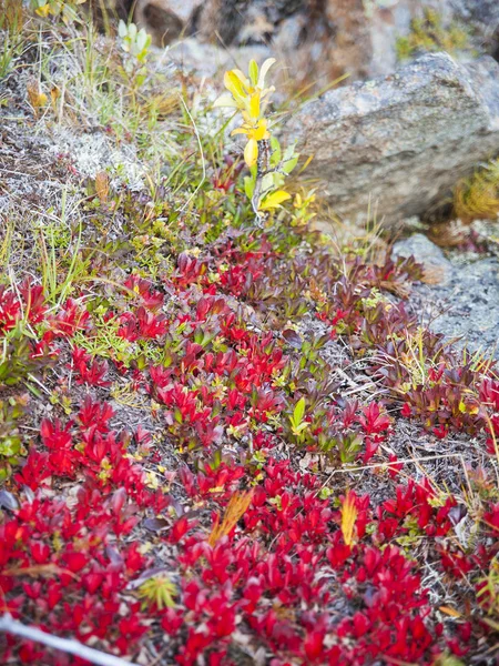 Vegetatie Van Toendra Vroege Herfst Het Poolgebied Van Siberië — Stockfoto