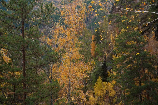 Parque Nacional Stolby Bosque Otoño Montañas —  Fotos de Stock