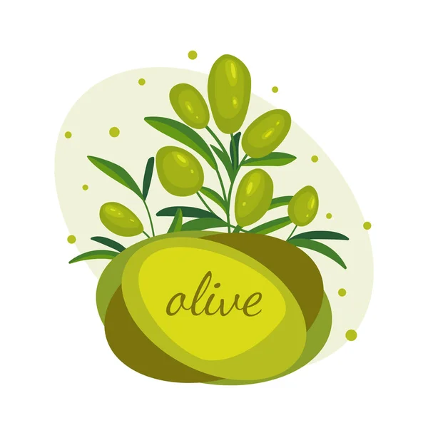 Rami di ulivo verde. Banner per olio d'oliva, cosmetici naturali — Vettoriale Stock