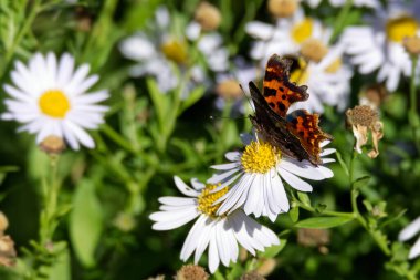 Virgül Kelebeği (Polygonia c-albüm) İsviçre 'nin Zürih kentinde bir papatyaya tünemiştir.