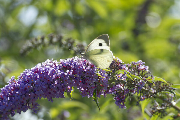 Large white butterfly (Pieris brassicae) perched on summer lilac in Zurich, Switzerland